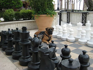 Sugar Bear playing chess